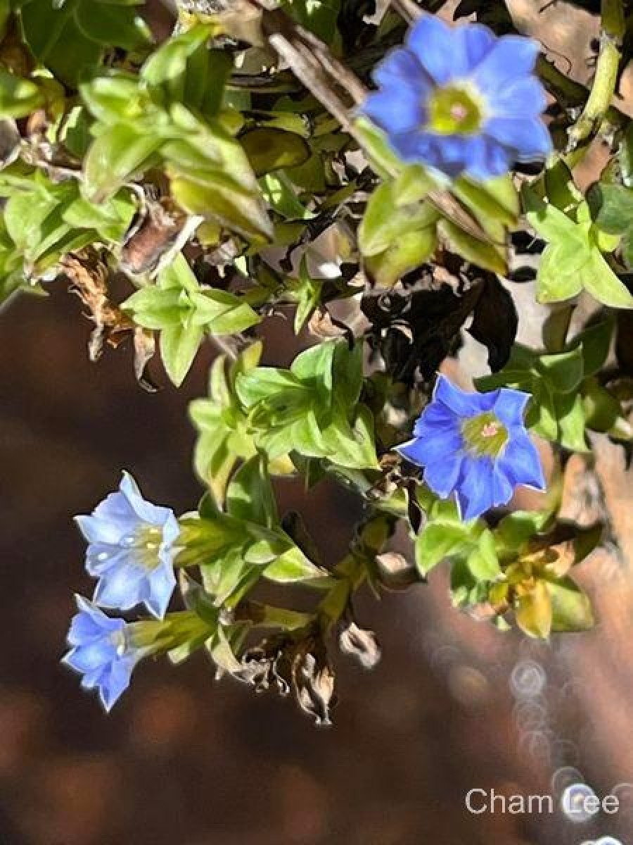 Gentiana pedicellata subsp. zeylanica (Griseb.) Halda